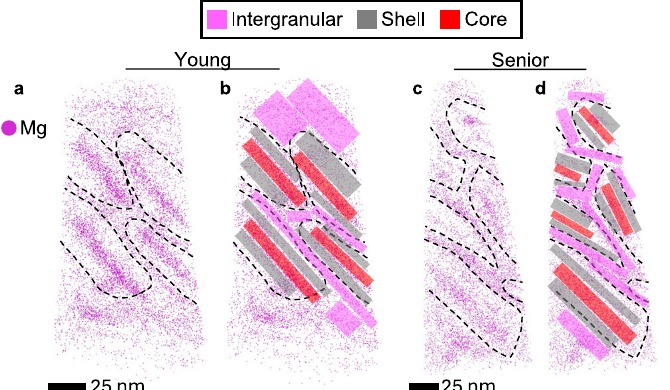 Atom Probe Tomography & APTVIZ