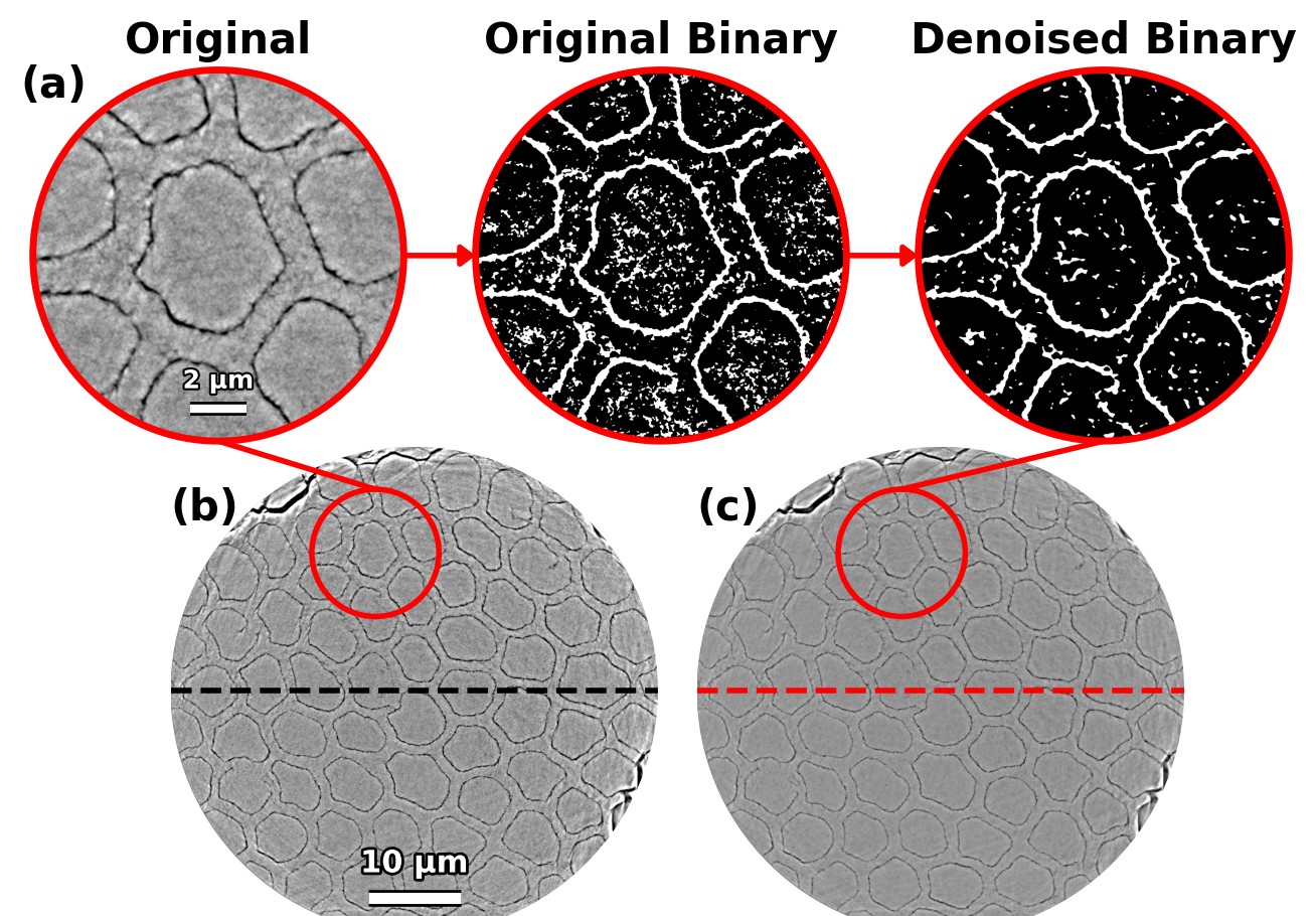 Cross-Species Nano-CT Segmentation