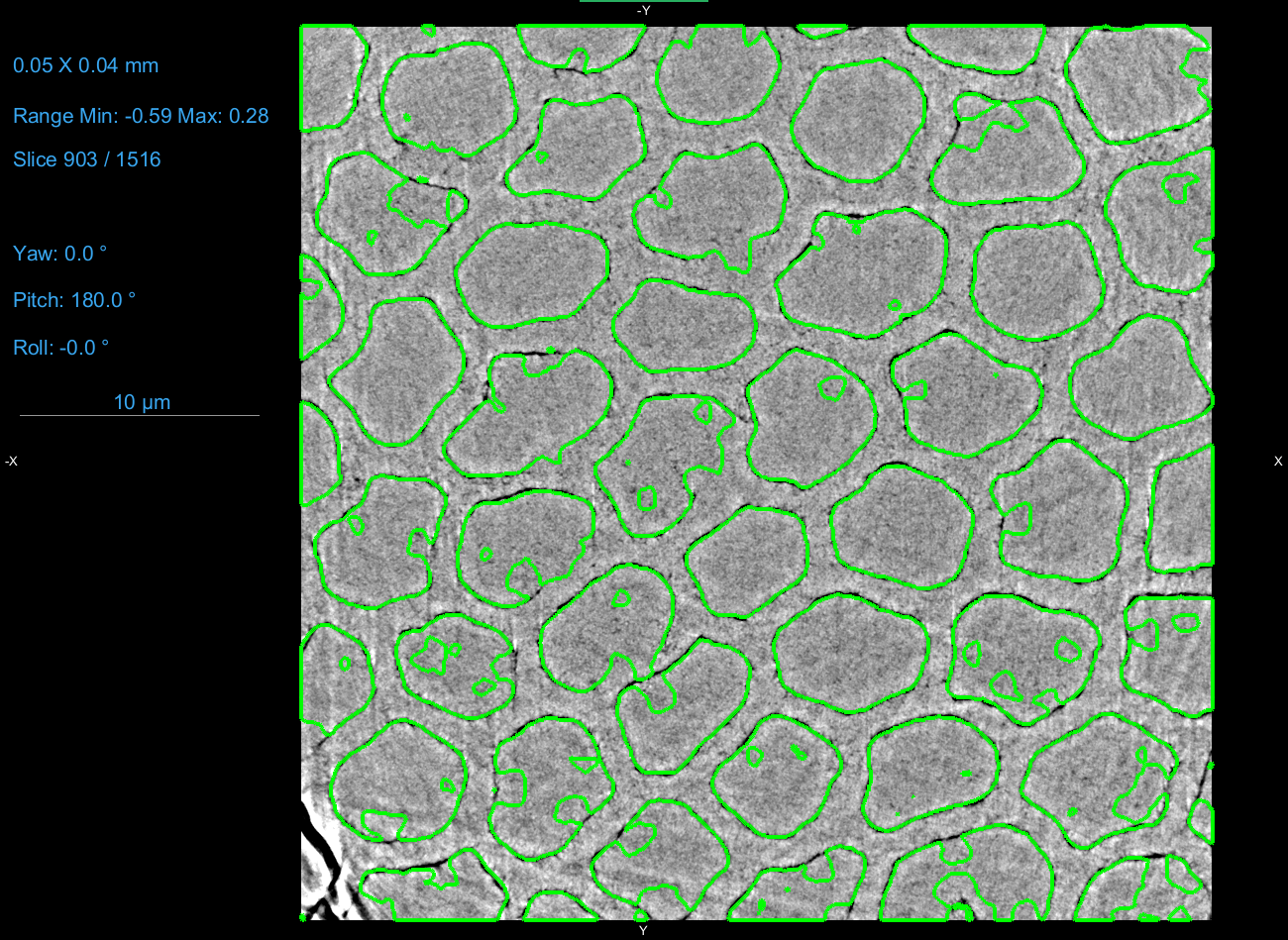 Cross-species comparison of rod morphology